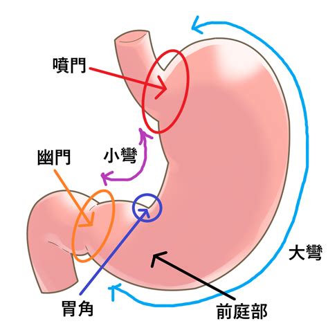 肝彎曲|大腸の名称分け。初心者はここだけは覚えておこう！…